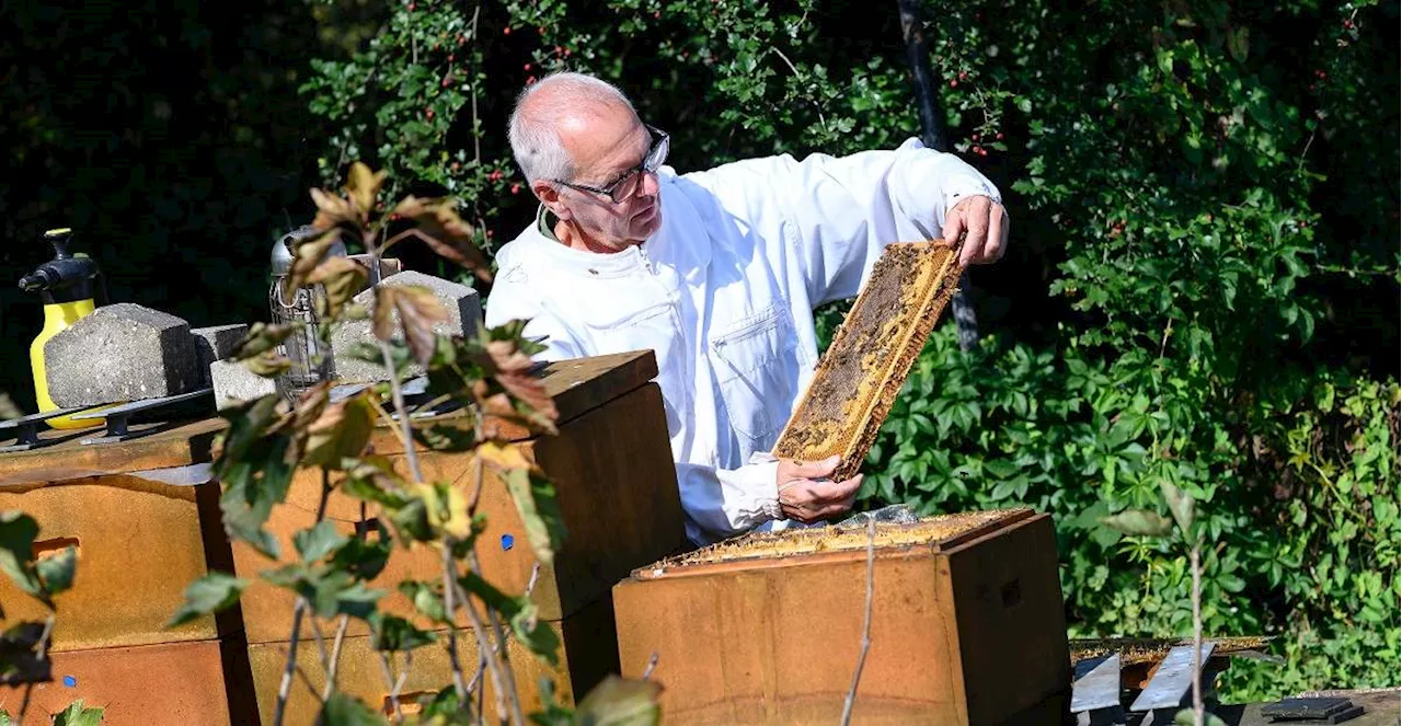 Düsseldorf-Unterrath: Wenn der Bienenstock auf Wanderschaft geht