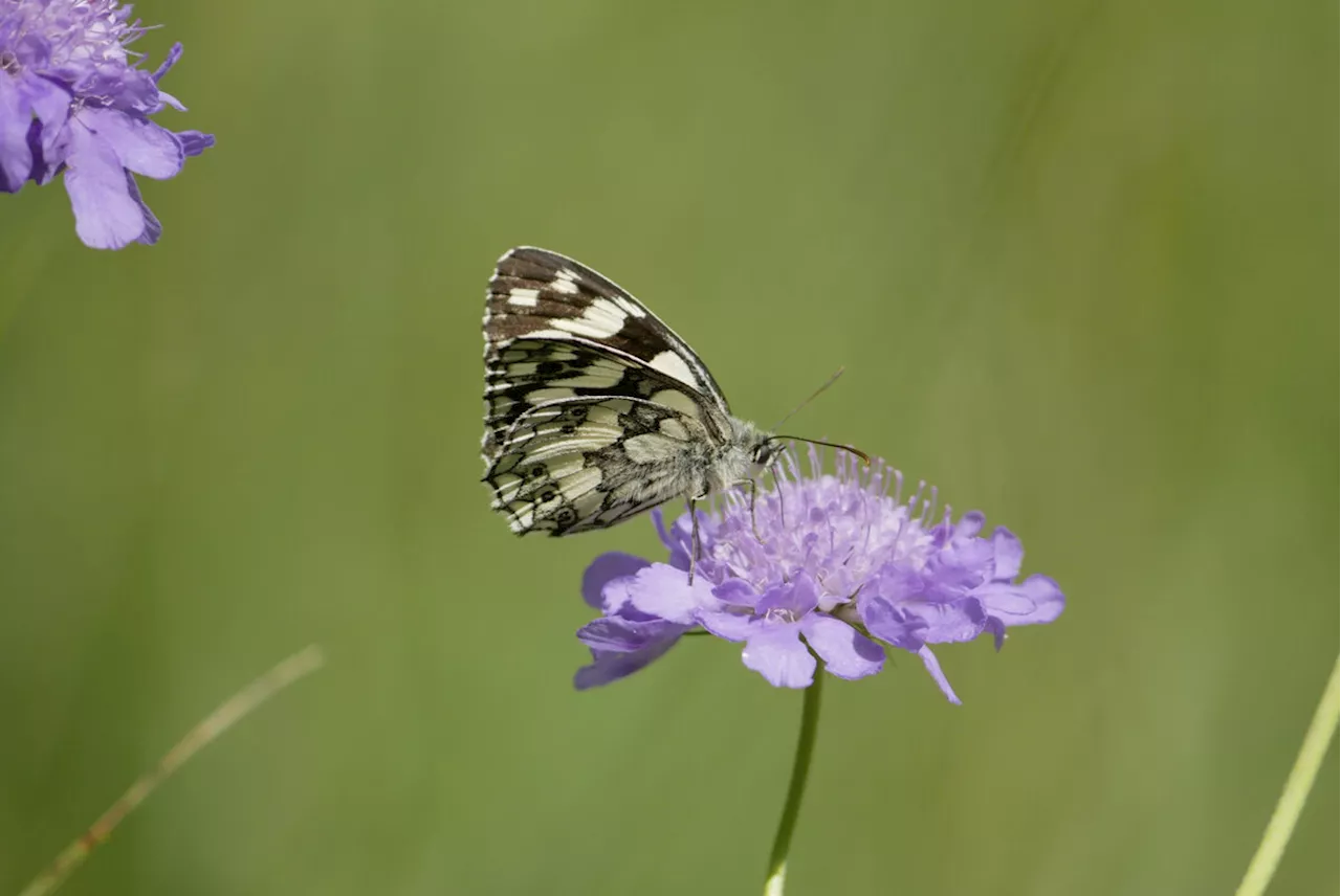 D: Biodiversität in «ernüchternden» Zustand