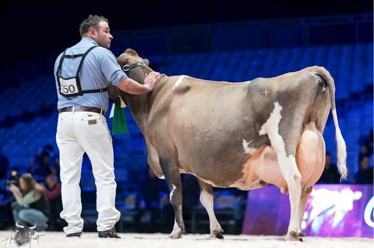 Einzige lebende Jersey-Kuh mit 100’000 kg Milch