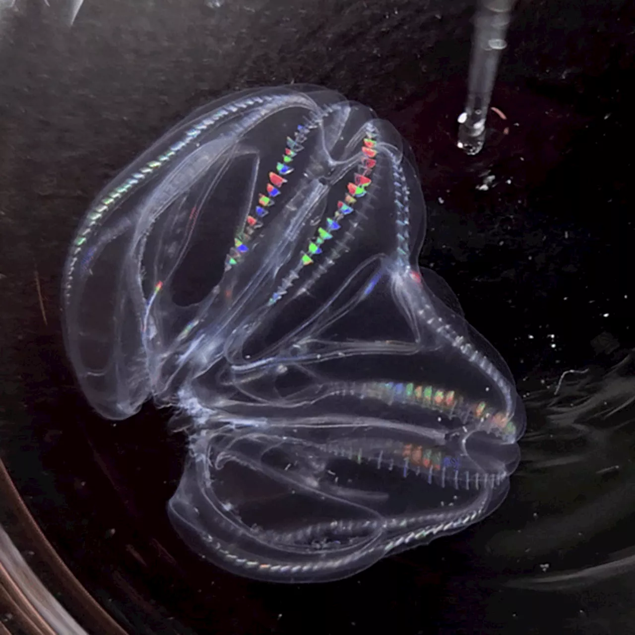 Comb Jelly with Two Butts Is Actually Two Individuals Fused Together