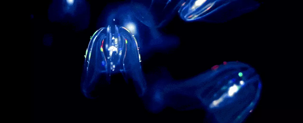 Comb Jellies Can Fuse Together To Become One