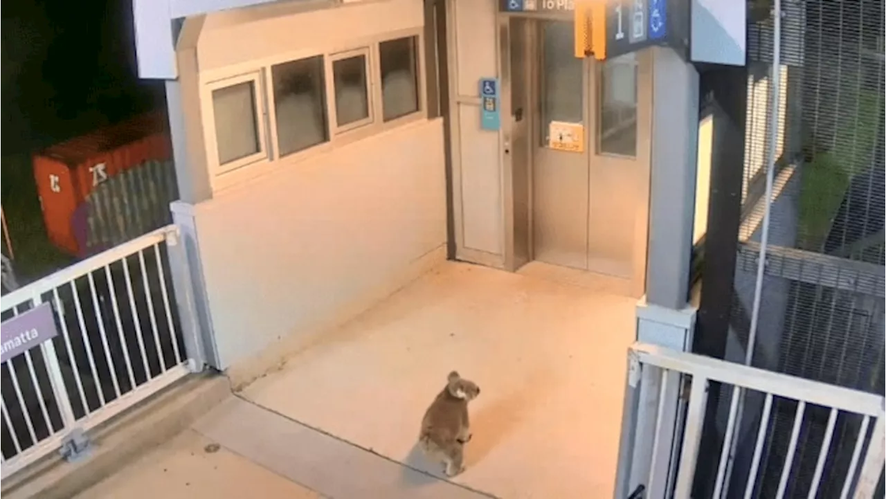 Koala captured taking early morning stroll at Sydney train station