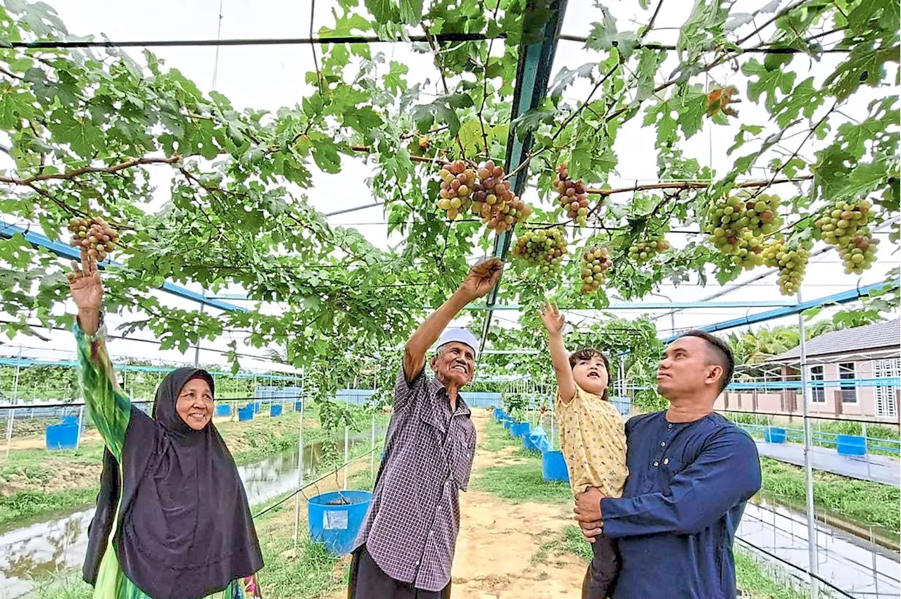 ‘Grape expectations’ in Tumpat