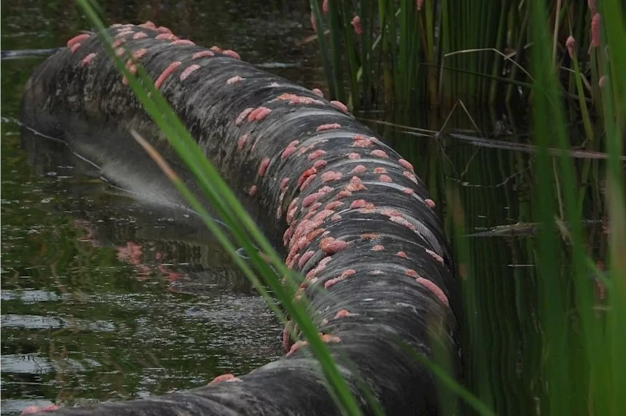 ‘Parasite mentaiko’: Large amounts of invasive snail eggs spotted in Singapore reservoir