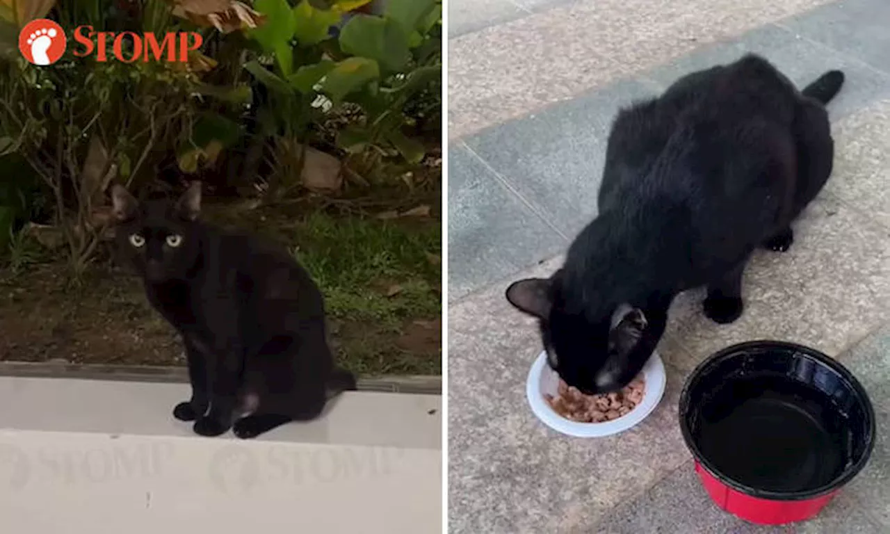 Hougang residents heartbroken over cat likely abandoned by its owners