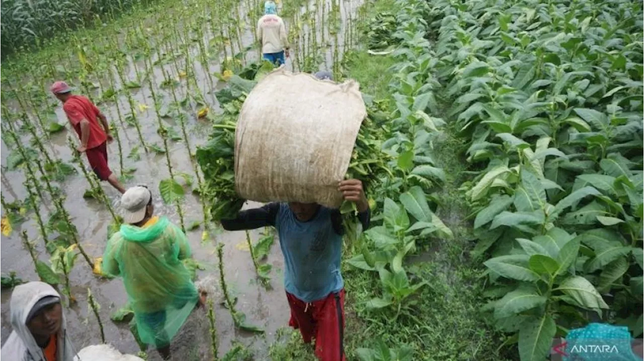 Petani Tembakau Geram, Ramai-ramai Tolak Keras Aturan Kemasan Rokok Polos