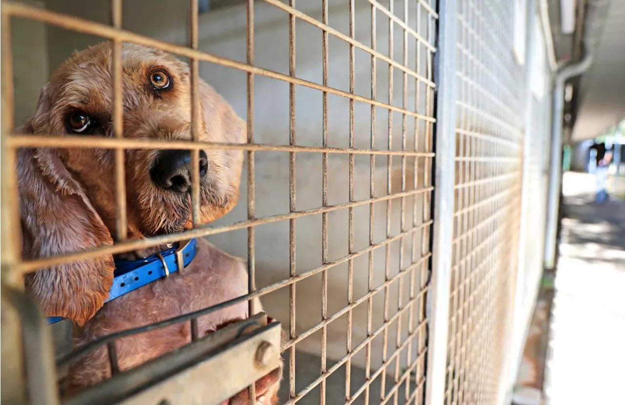 Portes ouvertes à la SPA dans les Landes : « C’est très perturbant pour un chien de revenir au refuge »