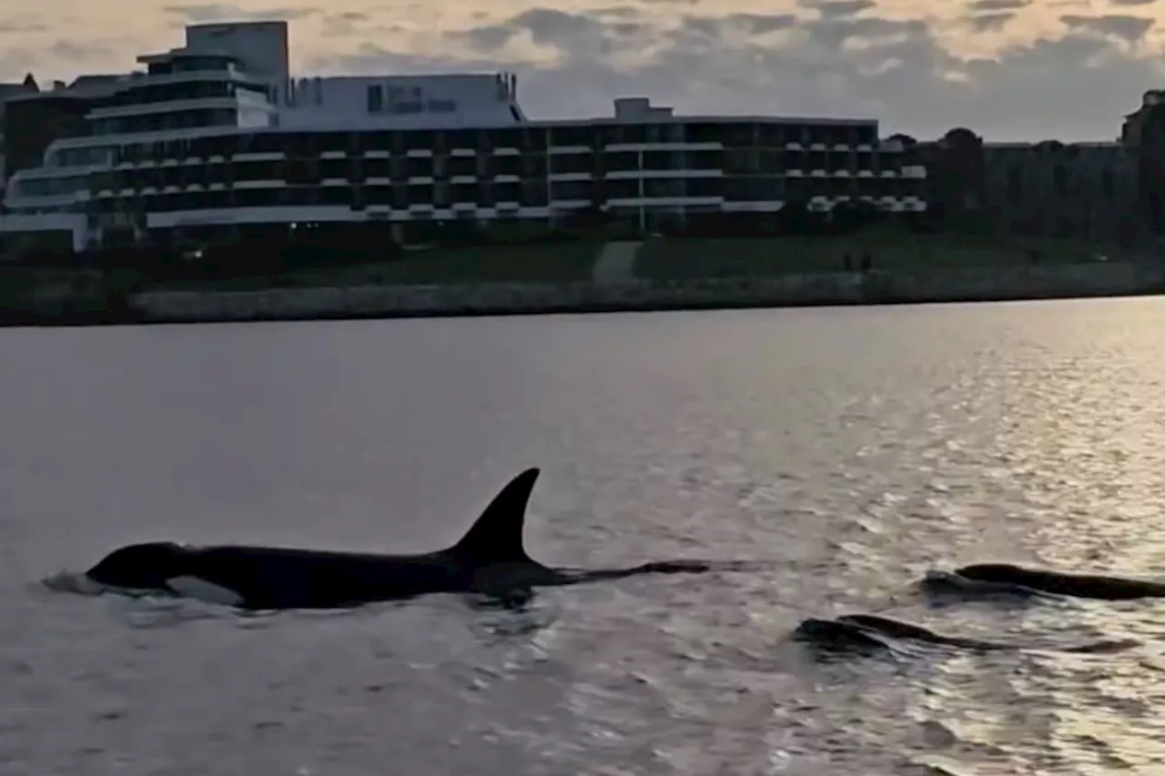 VIDEO: Brave Little Hunter's orca family visit Vancouver Island harbour