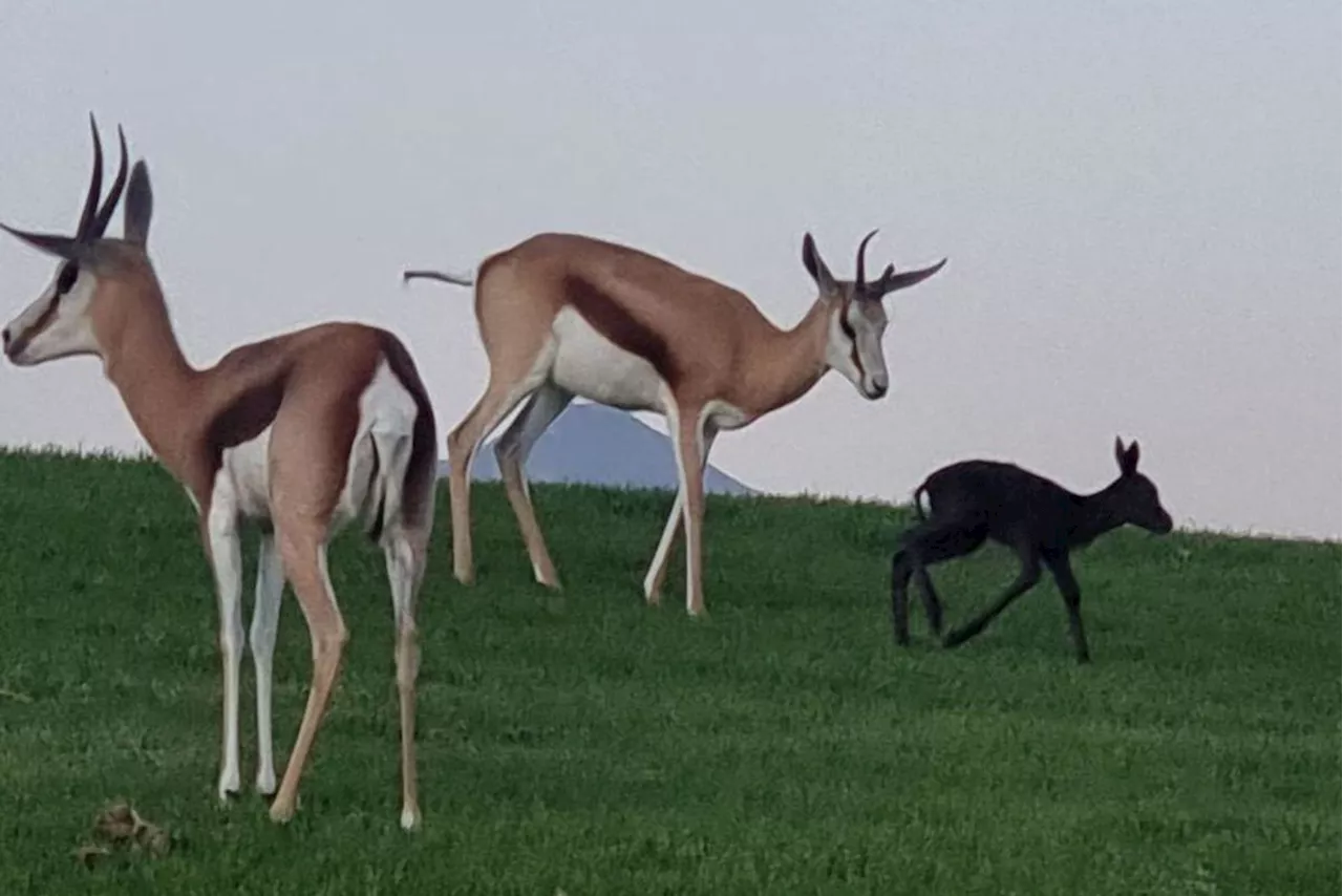 Calls to name BLACK springbok born at top SA golf estate ‘Siya’