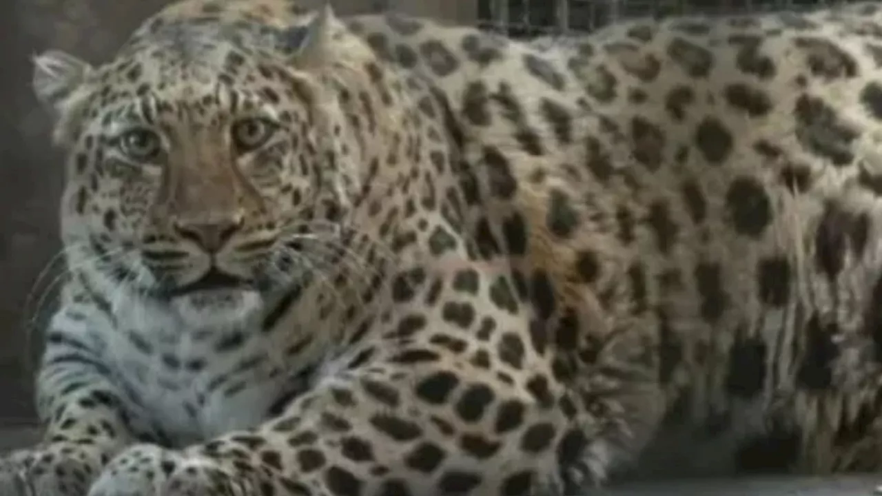 Zoo ‘fattening up animals to turn them into internet stars like Moo Deng’ after pics of big leopard & coma...