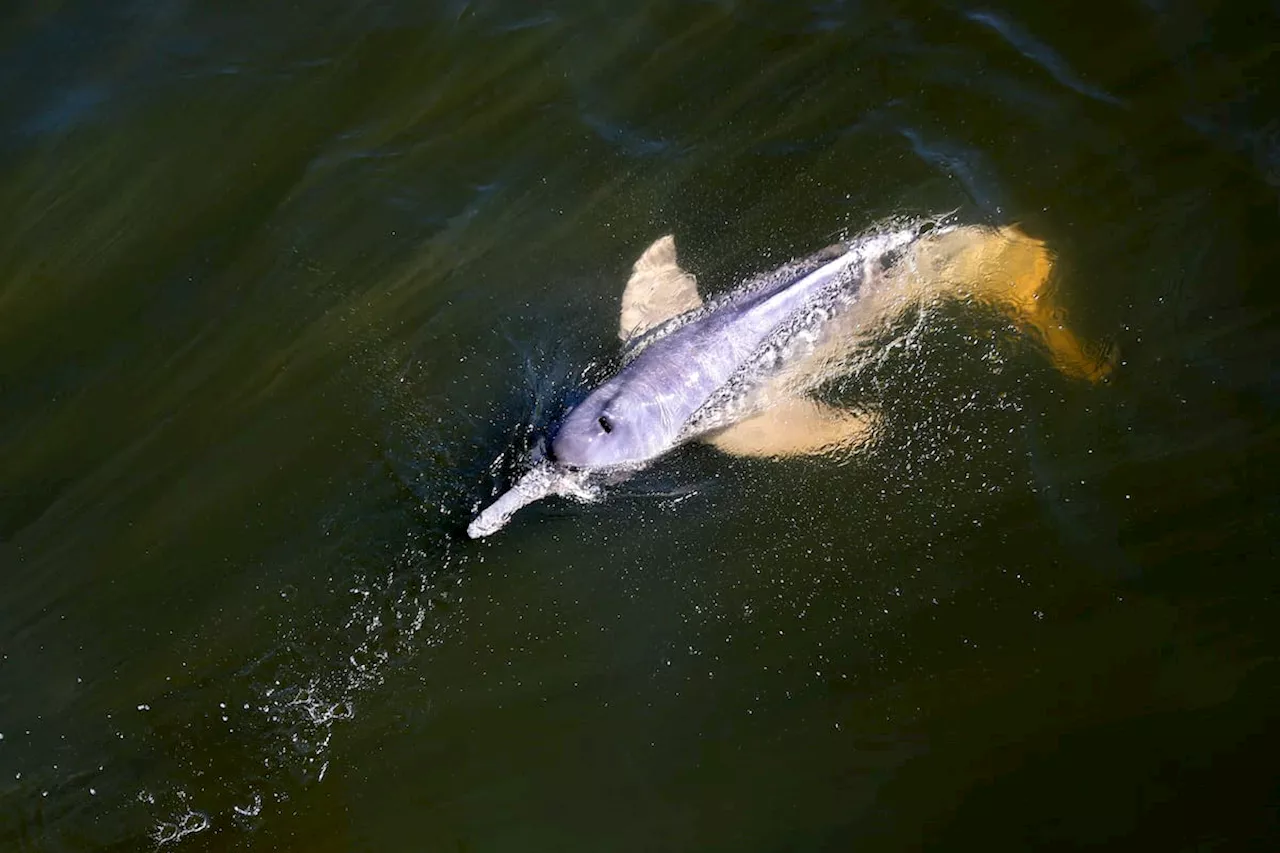 Riesgo de muerte en los delfines del amazonas aumenta por la sequía de la región