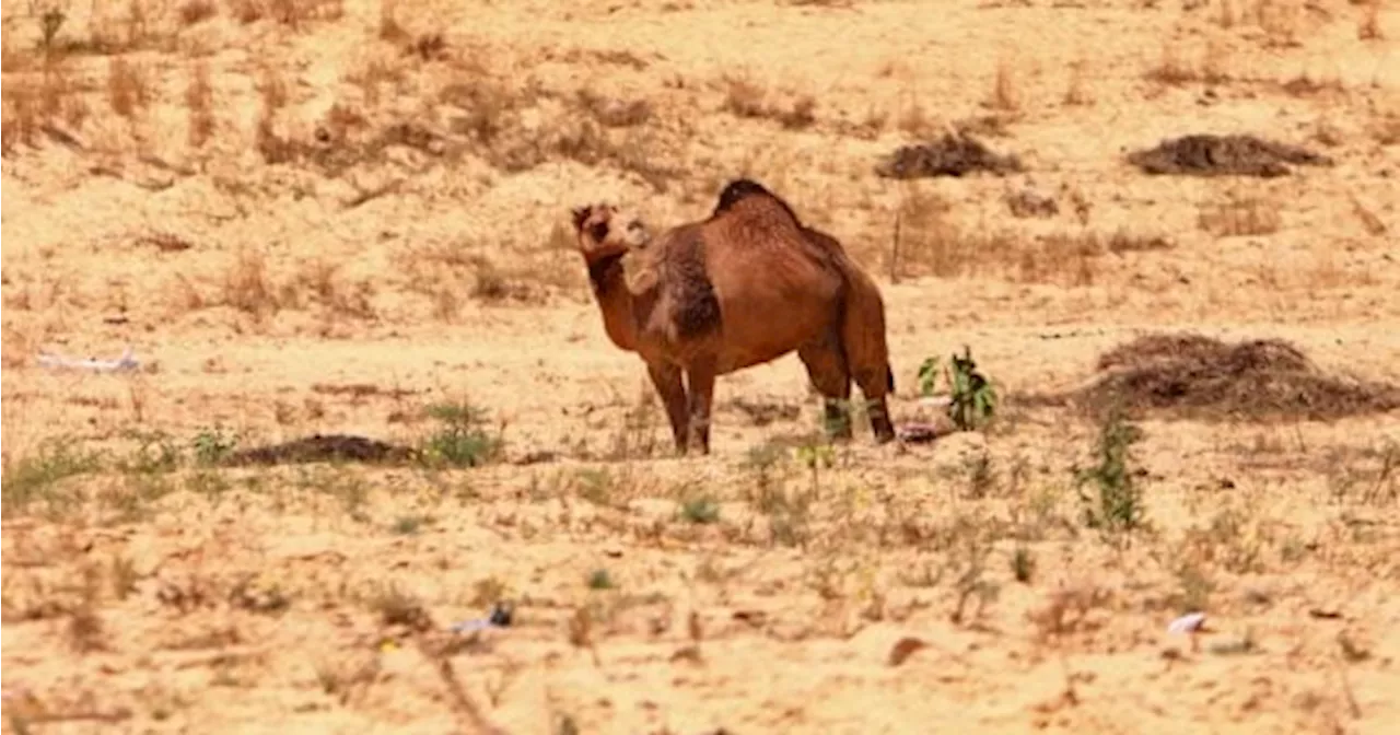 هنا محافظة شمال سيناء.. كنز الطبيعة واستثمار المستقبل.. صور