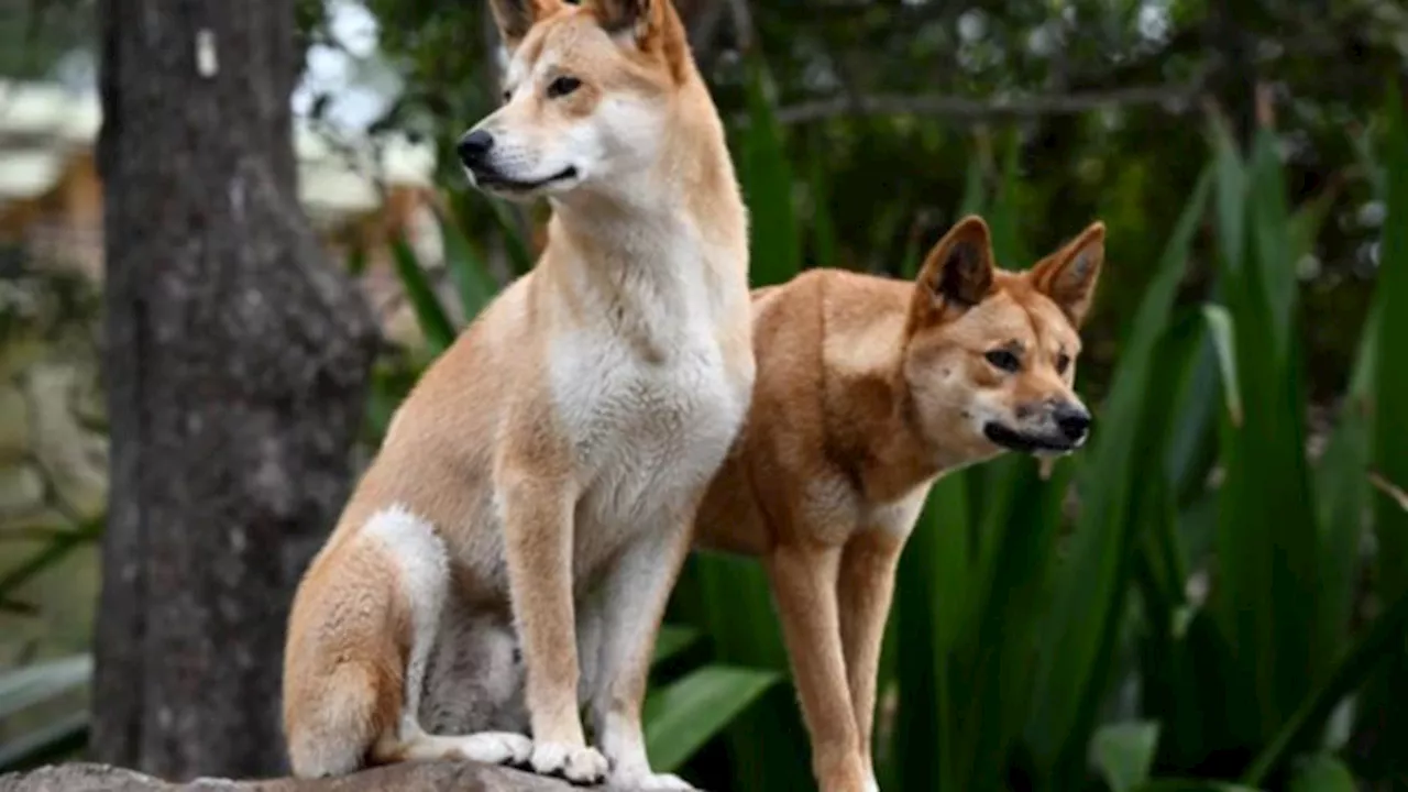 Woman bitten by dingo on K’gari as visitors warned to remain vigilant