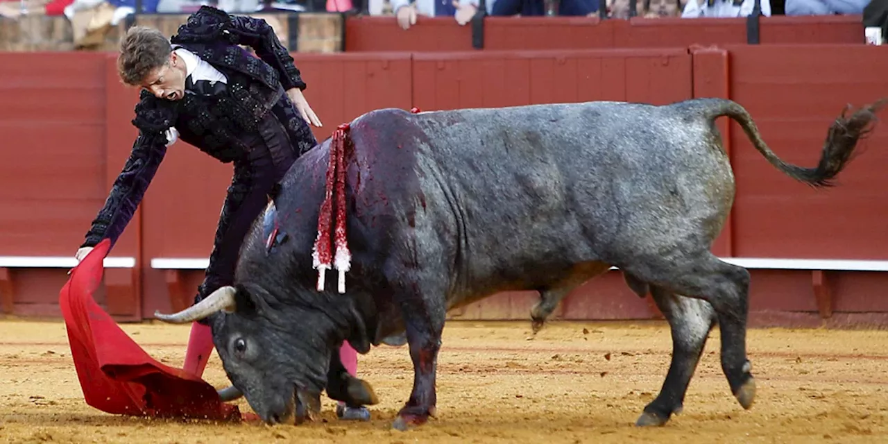 Muere Cobradiezmos, el toro supremo que rindió a la Maestranza y encumbró a Manuel Escribano