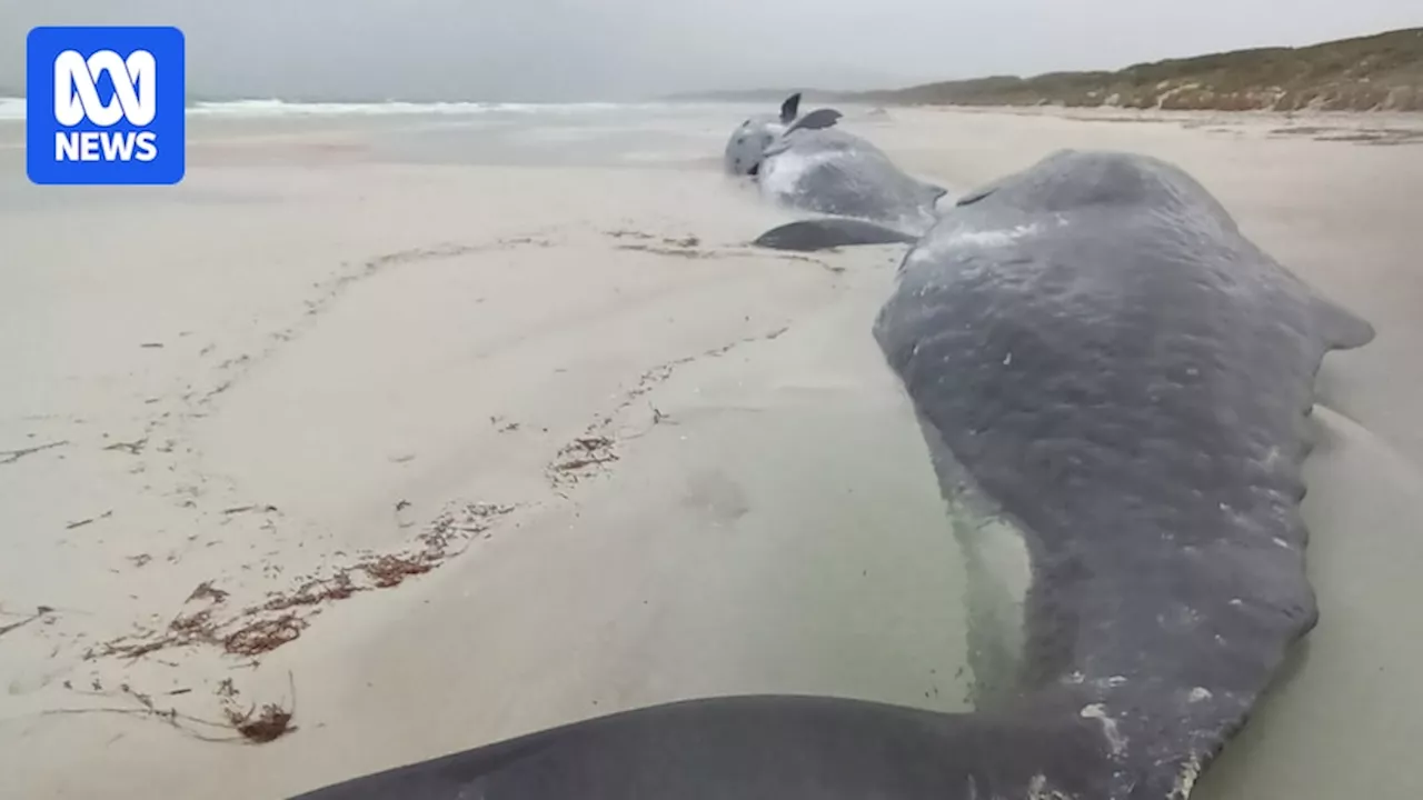 Sperm whales stranded on Marshall Bay Beach on Flinders Island all dead, Tasmanian authorities say