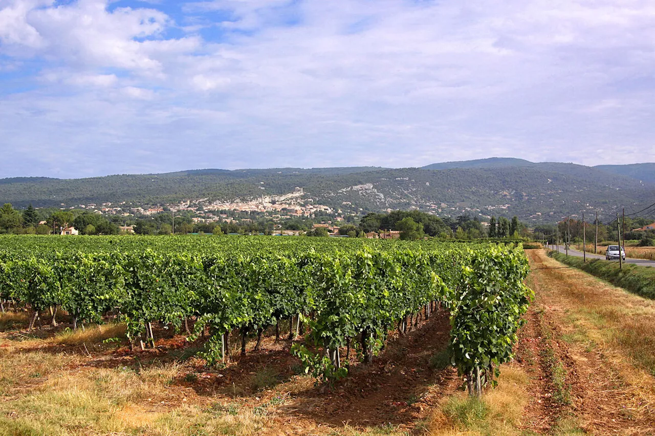 Les vins mousseux de la Meuse décrochent leur IGP : une reconnaissance qui fait pétiller la région