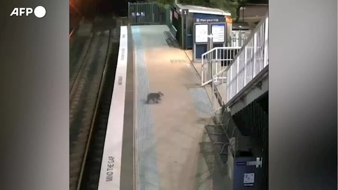 Il tour di un koala in una stazione a Sydney