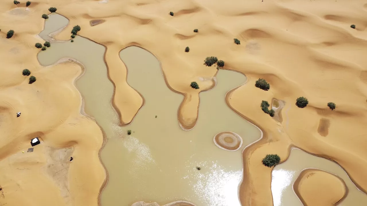 Water gushes through palm trees and sand dunes after rare rain in the Sahara Desert