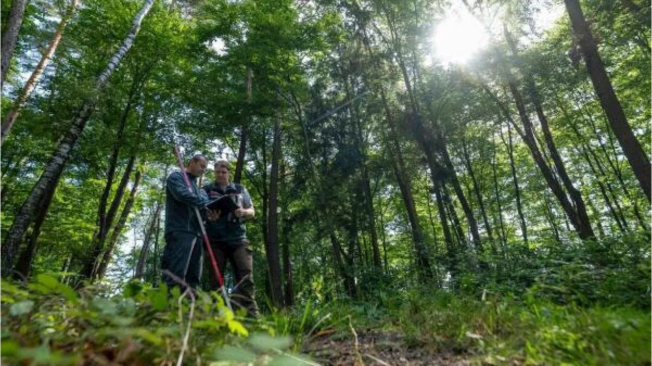 Kommentar: Der Wald der Zukunft braucht Jahrzehnte