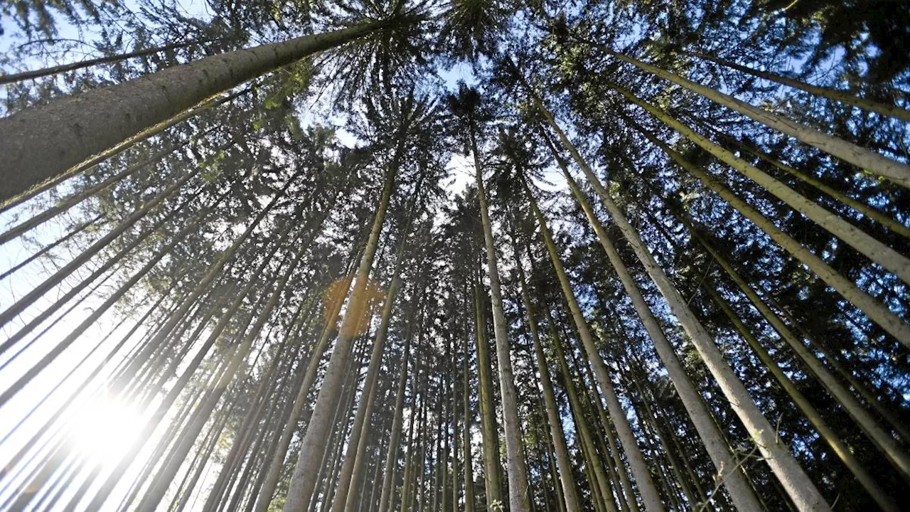 Wie Bayerns Wälder Borkenkäfer und Klimawandel trotzen