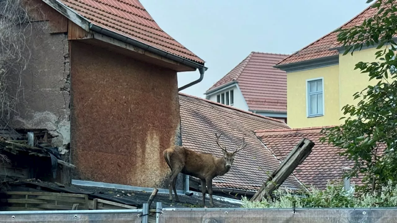 Thüringen: Hirsch verirrt sich auf Hausdach