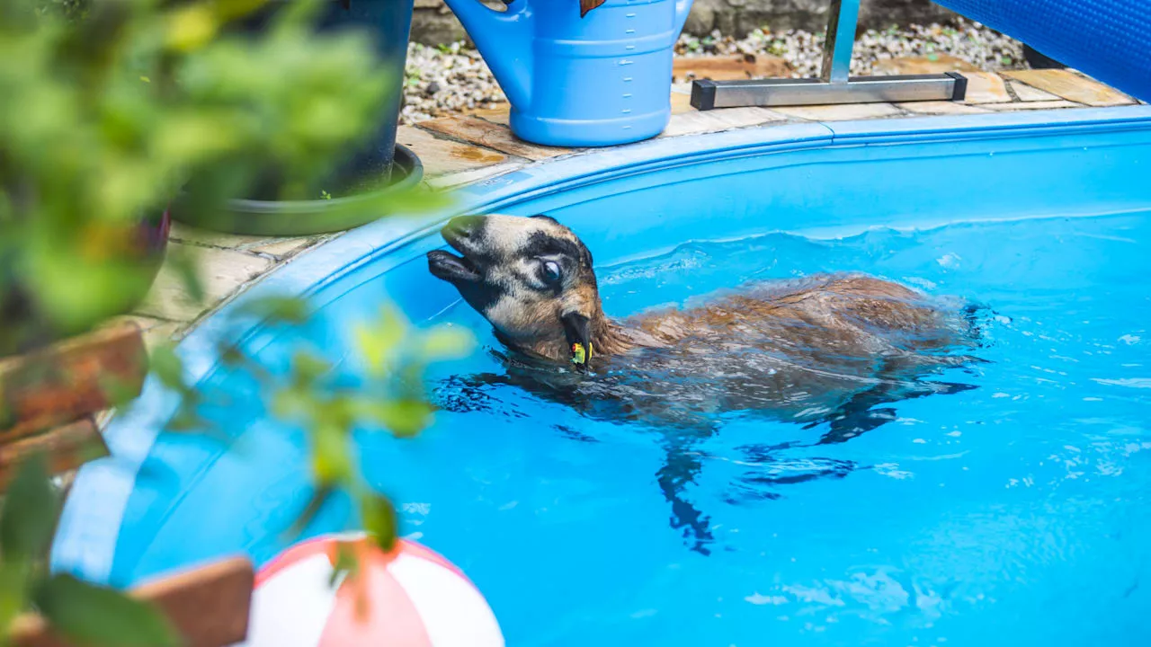 Thüringen: Schaf Betty haut ab und schwimmt in Pool