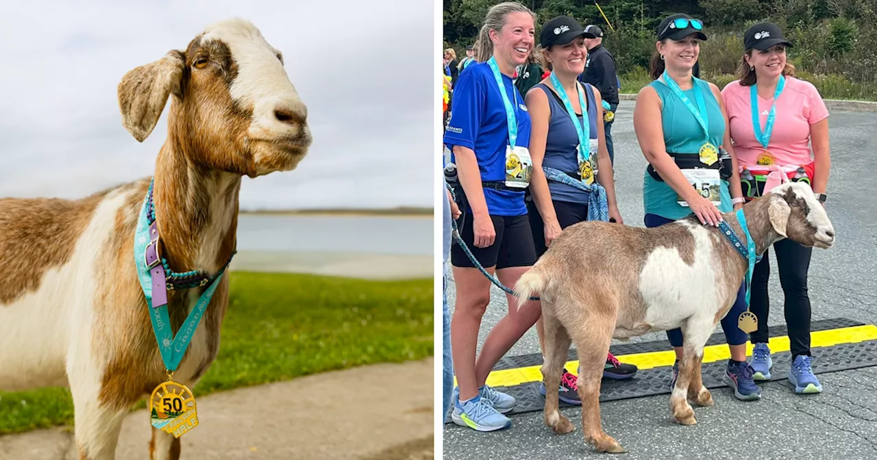 Local Goat Accidentally Enters A Half Marathon In Newfoundland And Wins A Medal