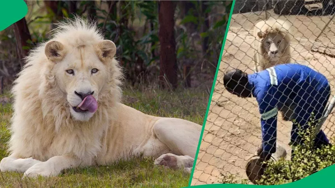 “Should Be the Highest Paid”: Mzansi Stunned As Brave Worker Casually Enters Lion Enclosure