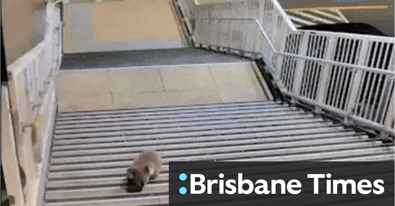 Koala leads police on chase through Sydney train station