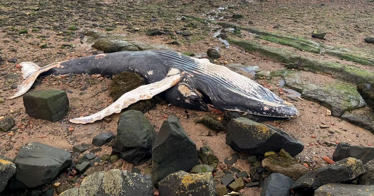 Two whales washed up on Scots beaches died in 'grim case of rope entanglement'