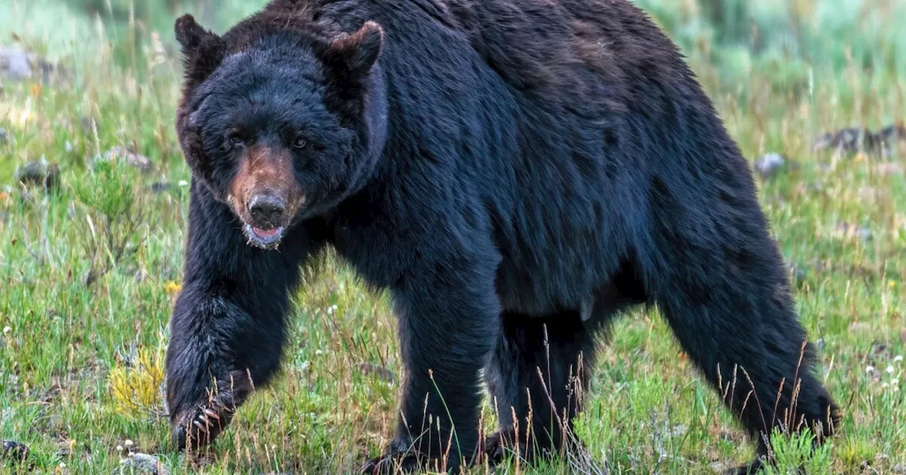 CPW believes food conditioning to blame for brazen bears in Lake City attack