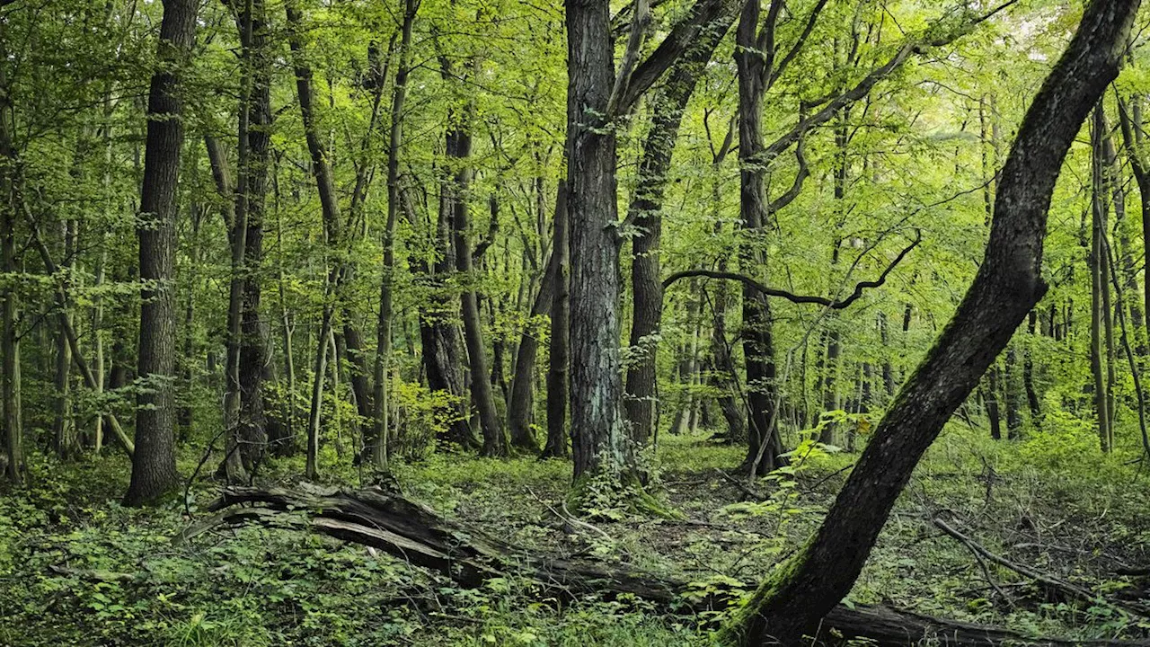 Neue Bundeswaldinventur: Der Deutsche Wald wird zum Klimaproblem