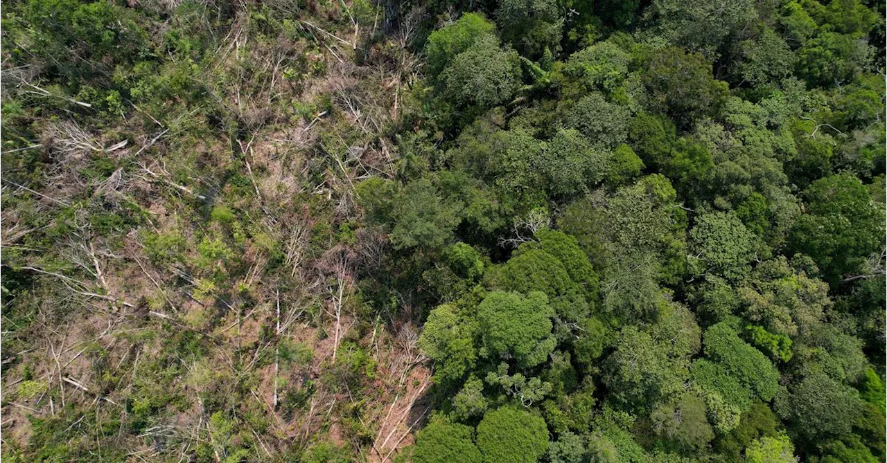 2023 wurde weltweit Wald auf einer Fläche so groß wie Lettland zerstört