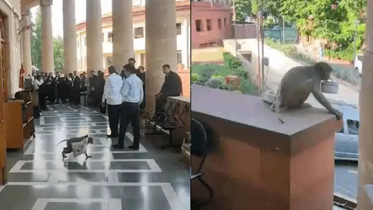 Monkeys enter corridor of India's Supreme Court, steal lunch box