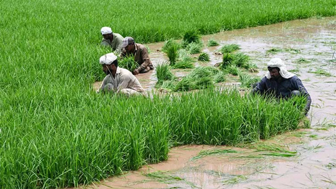 Pakistan eyes $7bn rice exports to support economy