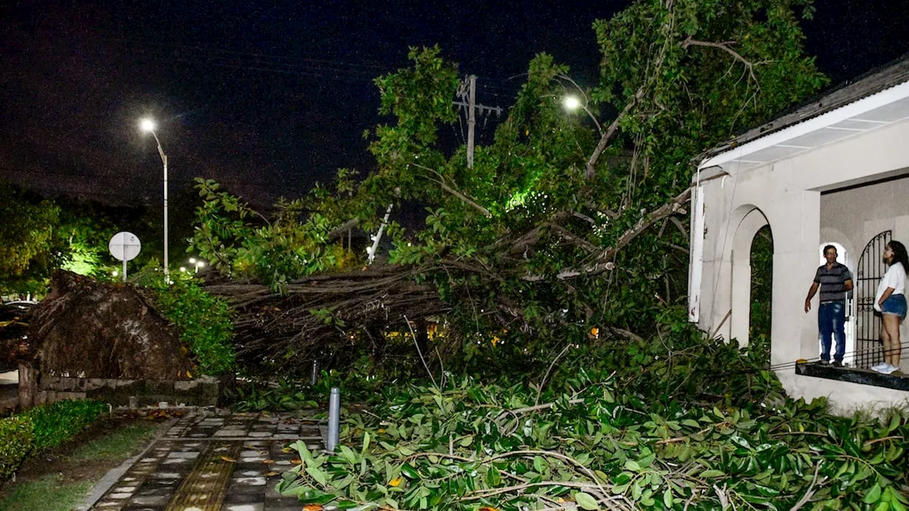 Lluvias en Barranquilla: árbol cayó sobre una casa en barrio El Prado