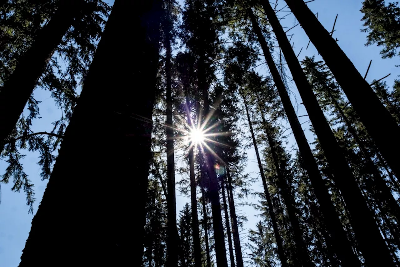 Özdemir: Wald ist zu Kohlenstoffquelle geworden