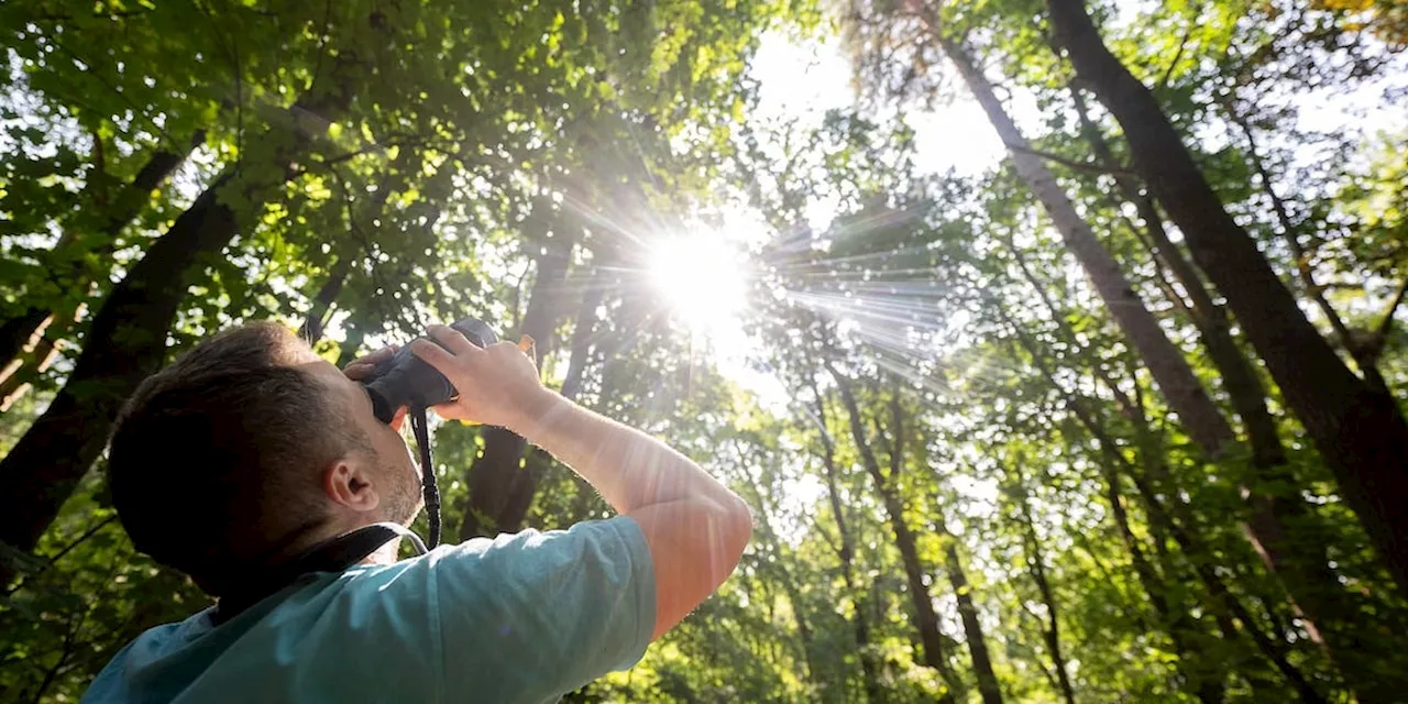 Bundeswaldinventur veröffentlicht: Deutschlands Wald belastet die nationale Klimabilanz