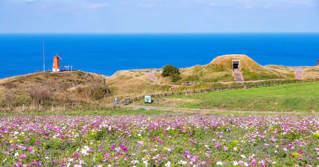 海をバックにコスモスが咲き乱れる風車の丘へ！玄界灘に浮かぶ絶景離島「大島」 福岡県宗像市