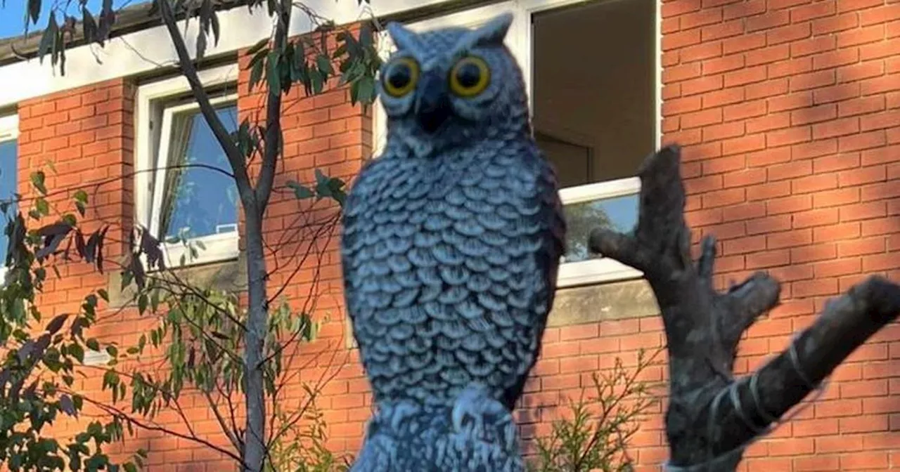 Mystery stranger donates owl to Partick garden after iconic ornament stolen