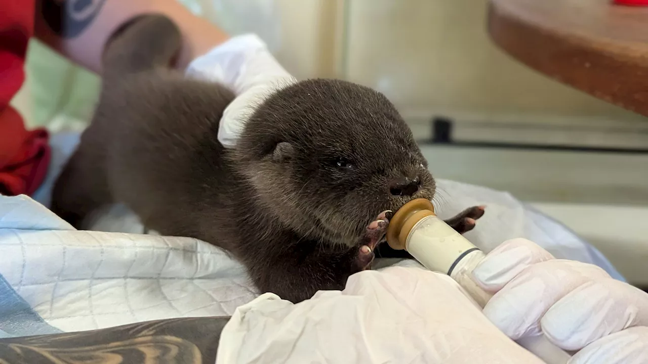  Flaschenkind: Ottermädchen 'Lilly' hatte großes Glück