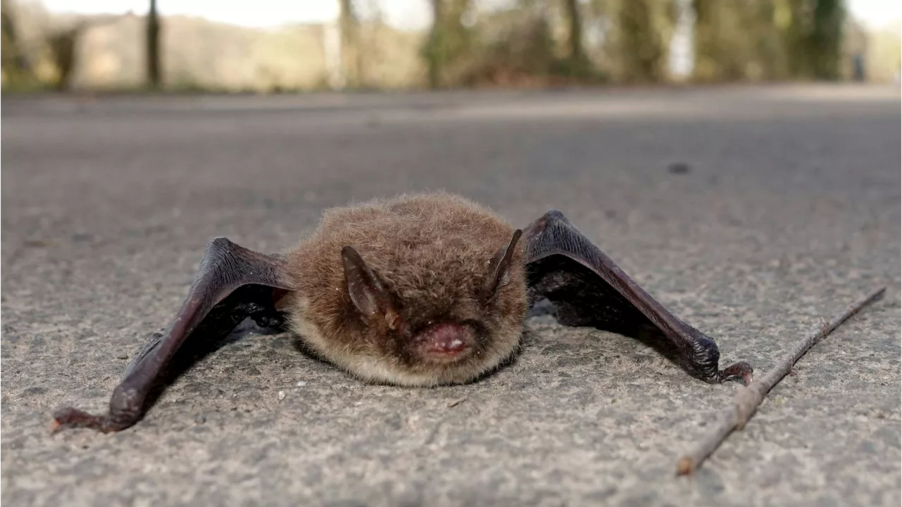  Tollwutvirus in Schweizer Fledermaus nachgewiesen