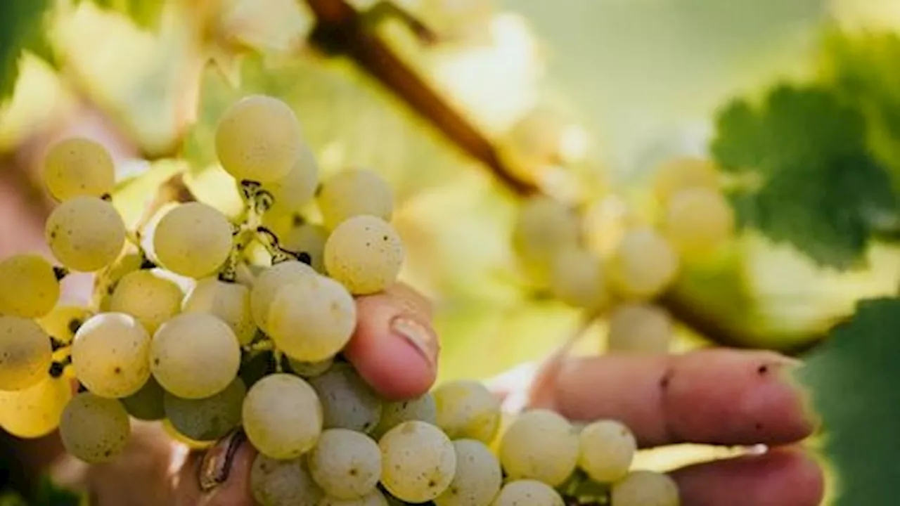 Verrücktes Wetter ist schuld - Weinernte: heuer wenig Trauben, dafür Super-Qualität