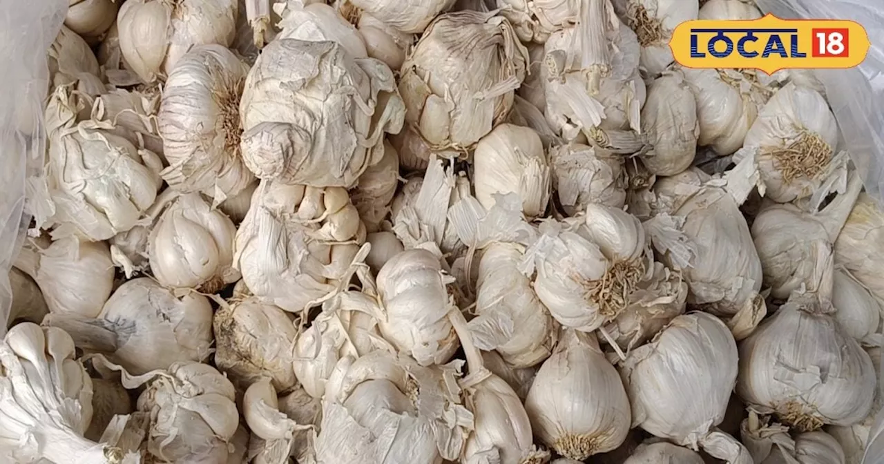 Garlic Farming: लहसुन की बुवाई के समय रखें इन बातों का ध्यान, डबल होगा मुनाफा! 5 महीने में बन जाएंगे धन्ना ...