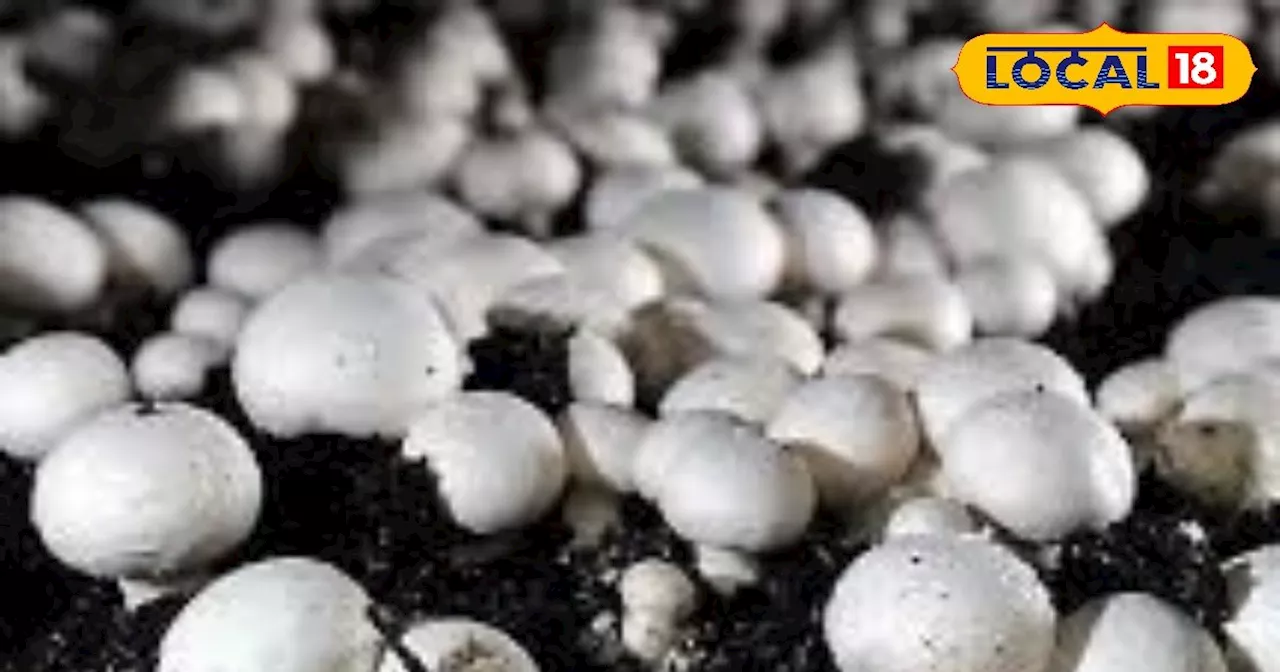 Mushroom ki Kheti: बंजर भूमि में करें इस फसल की खेती, घर बैठे होगी मोटी कमाई, जानें तरीका