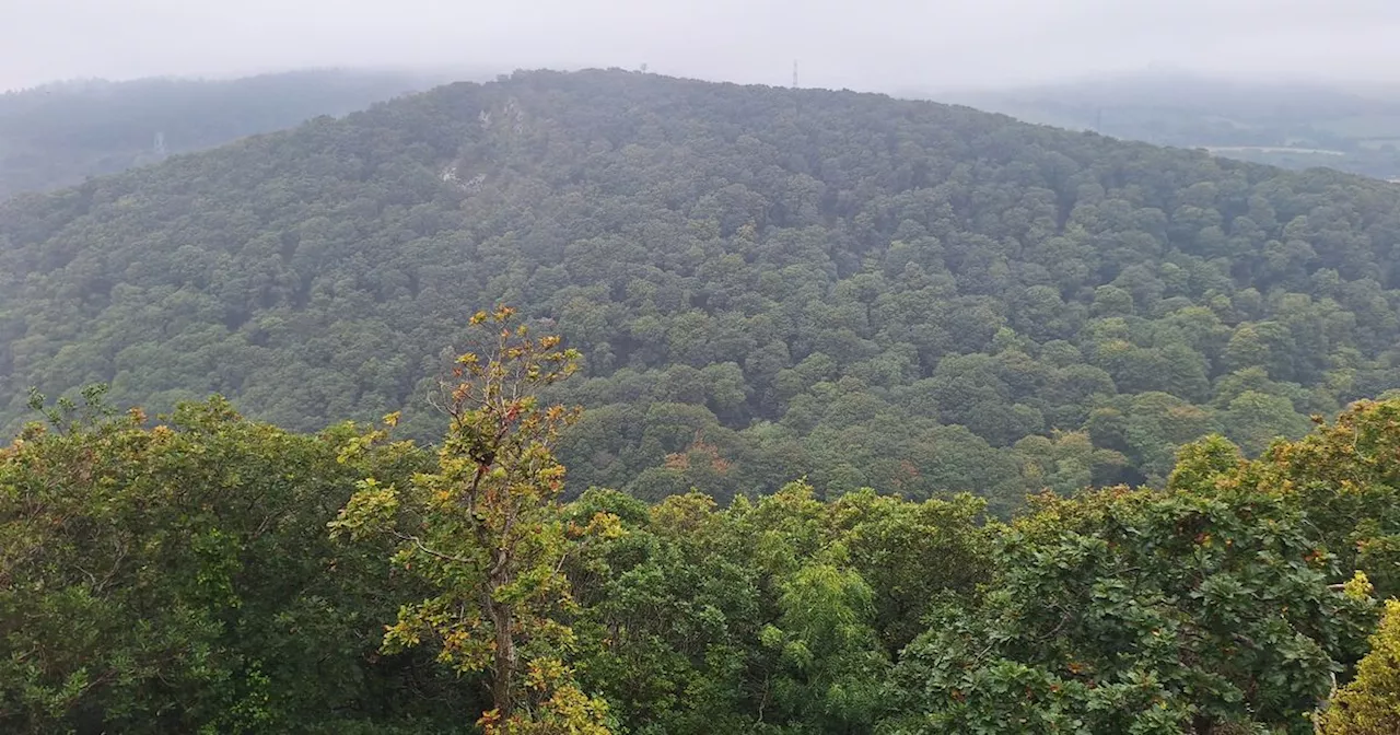 Government urged to buy Wicklow plot to double the size of a rare oak wood