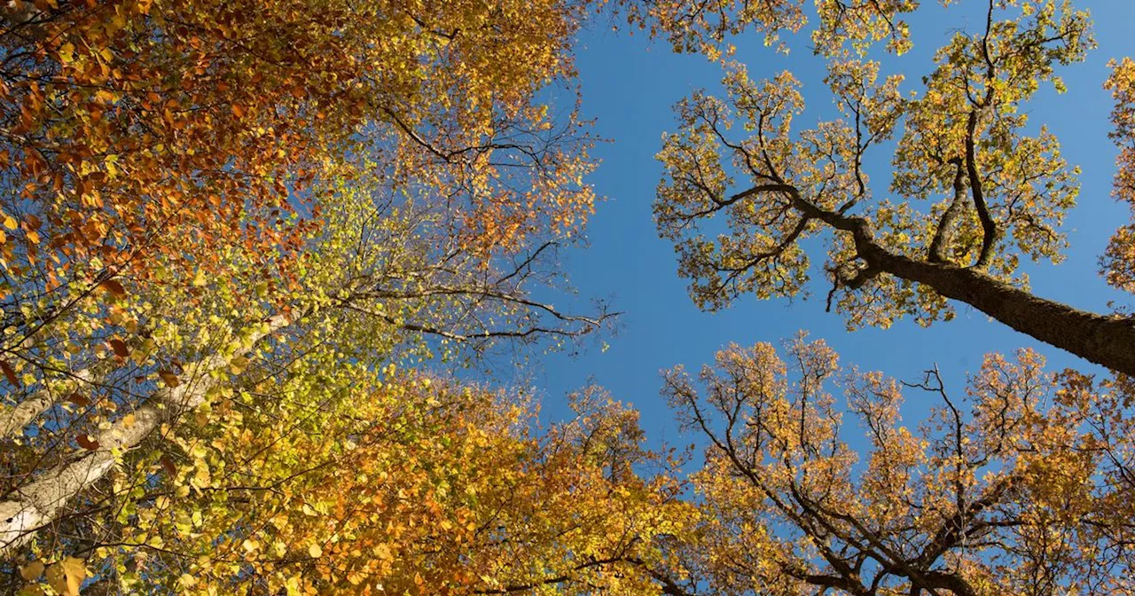 Ireland Indian summer hopes raised as Met Eireann forecast final 2024 heat burst