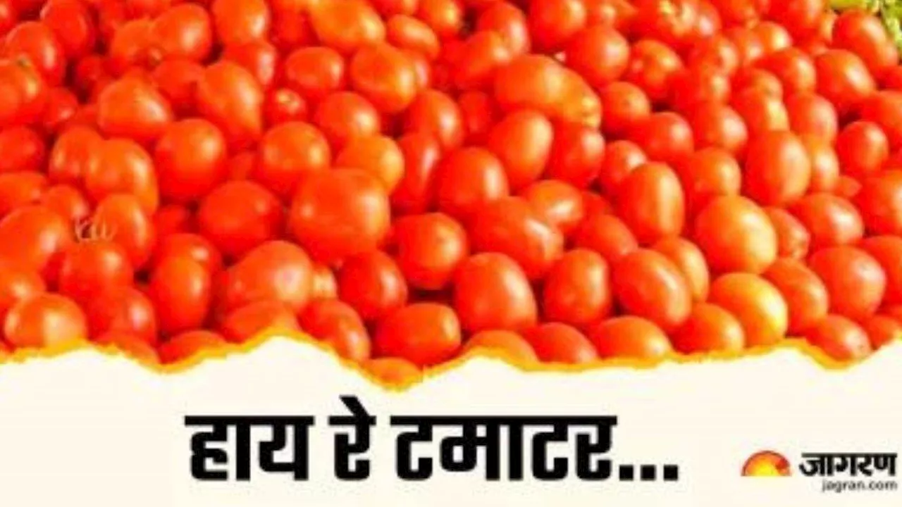 Tomato Price: दिल्ली-NCR में आसमान छू रहे टमाटर के दाम, लगभग आधे दाम पर बेच रही सरकार