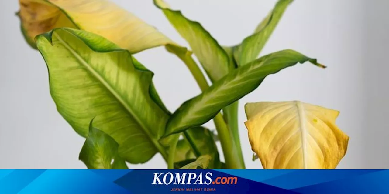 8 Penyebab Daun Tanaman Dalam Ruangan Menguning