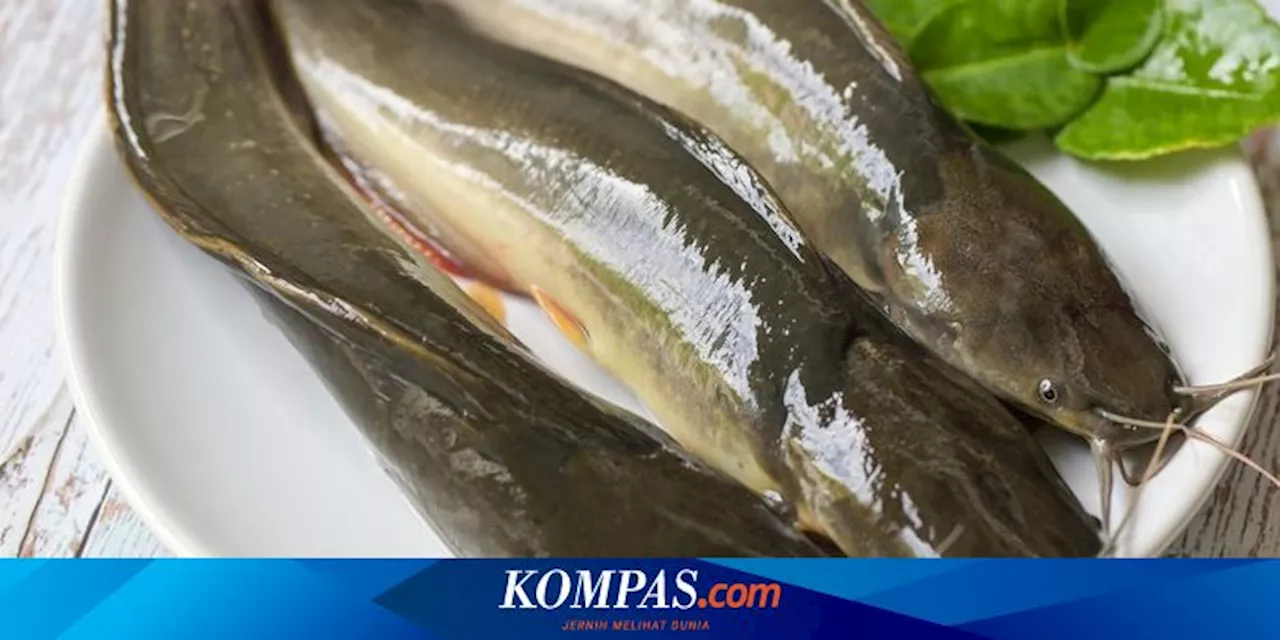 Bukan Lele dan Nila, Ini Jenis Ikan yang Boleh Disebar ke Perairan Umum